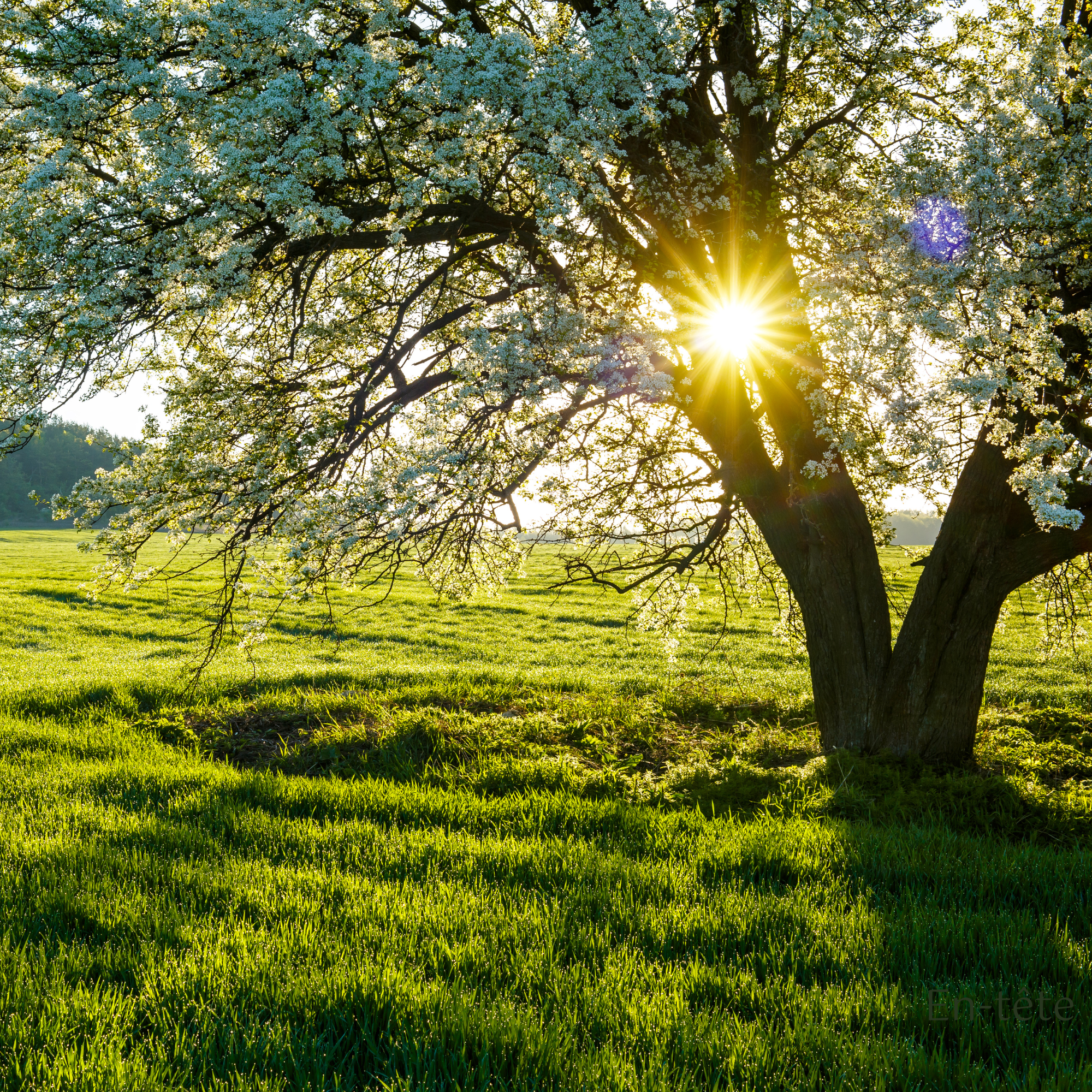 Logo cercles saisons claire-2