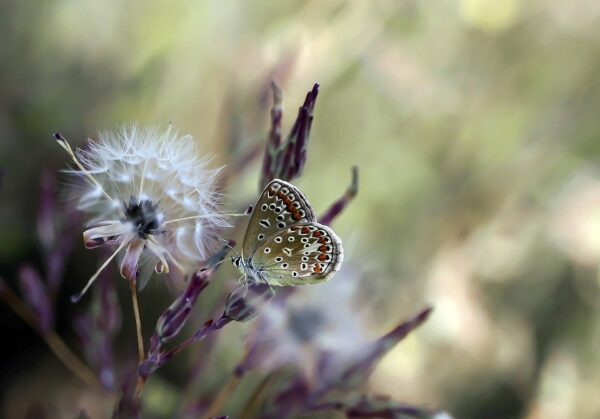 butterfly-4848340_960_720